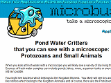 Pond water critters you can see with a microscope